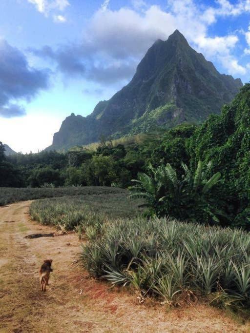 Fare Haurevaiti Moorea Paopao Zewnętrze zdjęcie