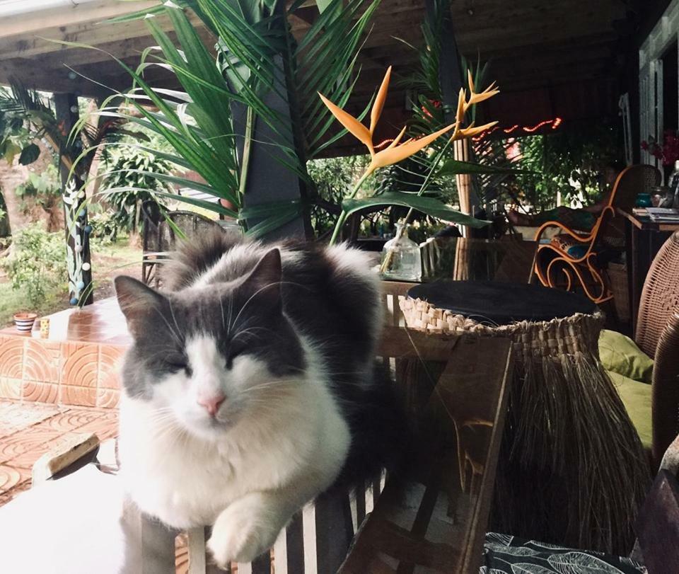 Fare Haurevaiti Moorea Paopao Zewnętrze zdjęcie
